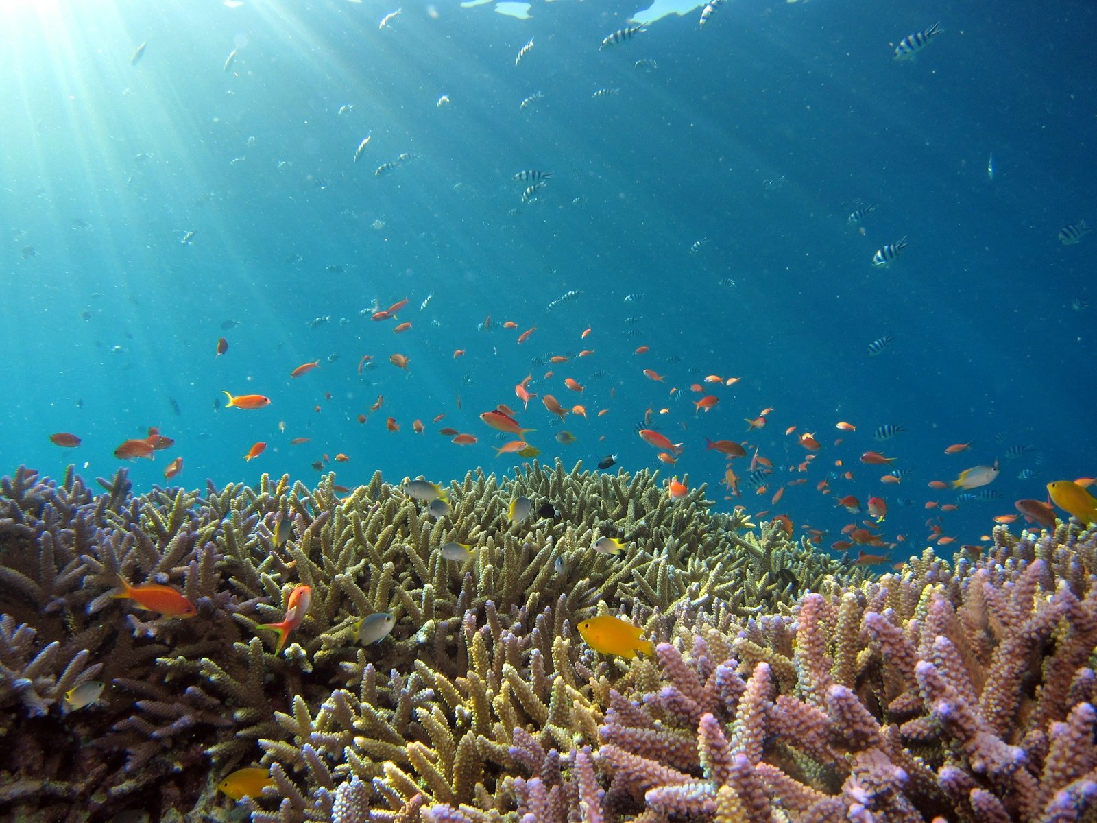 Exploration diving